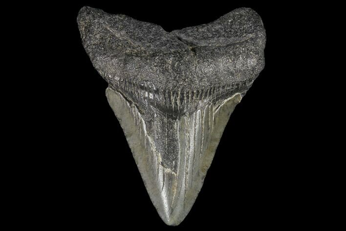 Juvenile Megalodon Tooth - Georgia #99115